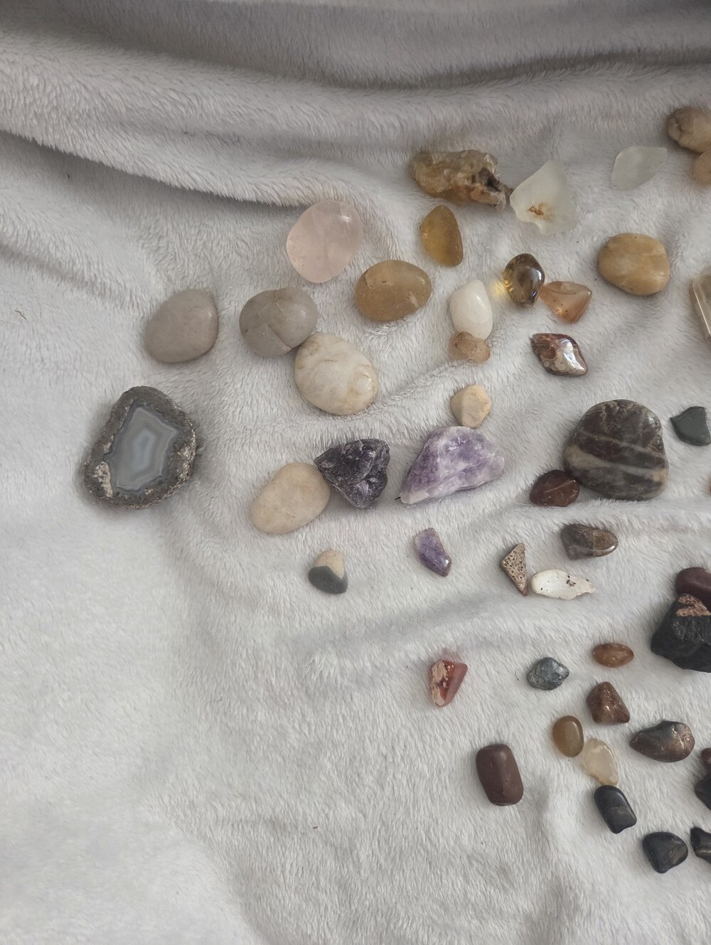 Random Shells - Picture 7 of 15